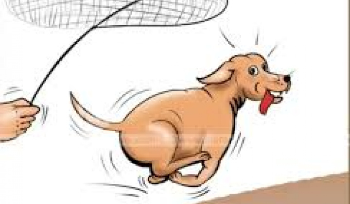 Fotka - Oznam o voľnom pohybe psov